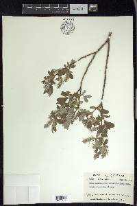 Salix glauca var. acutifolia image