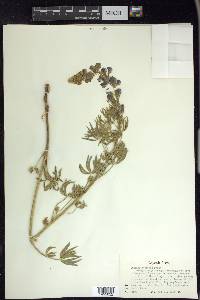 Lupinus sericeus image