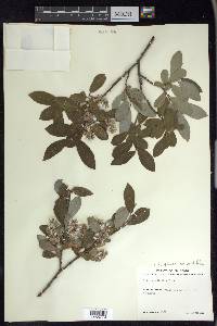 Salix glauca image