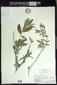 Salix glauca image