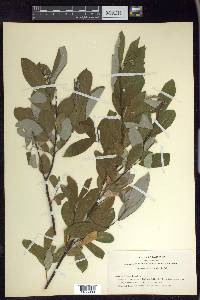 Salix hookeriana image