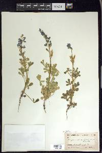 Lupinus subcarnosus image