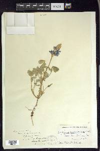 Lupinus subcarnosus image