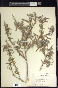 Salix exigua var. hindsiana image