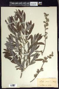 Salix humilis var. tristis image