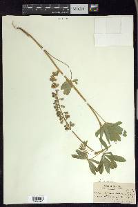 Lupinus arbustus image