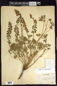 Lupinus latifolius image