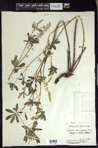 Lupinus argenteus var. parviflorus image