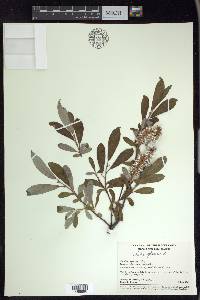 Salix glauca image