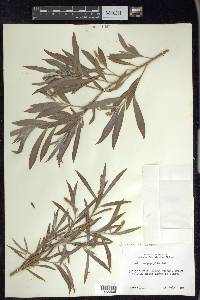 Salix exigua var. exigua image