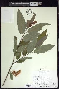 Salix floridana image