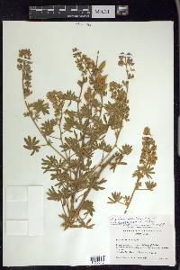 Lupinus sericeus image