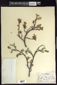 Salix glauca var. villosa image