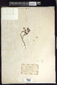 Salix herbacea image