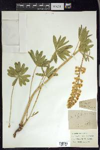 Lupinus sulphureus image