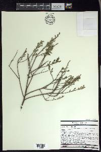 Salix humilis var. tristis image