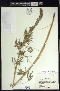 Lupinus argenteus var. myrianthus image