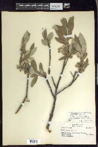 Salix glauca image