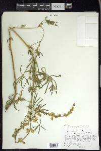 Lupinus sericeus var. asotinensis image