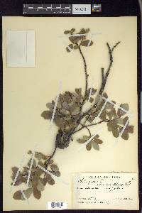 Salix glauca image