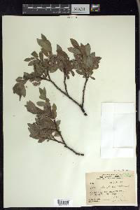 Salix glauca image