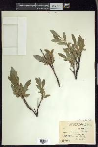 Salix glauca var. villosa image