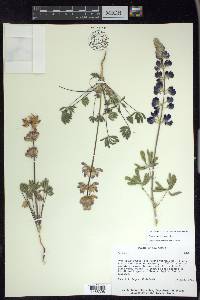 Lupinus subvexus image