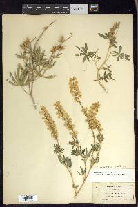 Lupinus argenteus var. parviflorus image