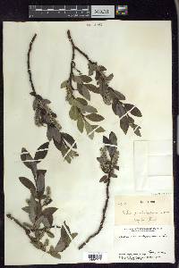 Salix glauca var. villosa image