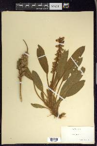 Lupinus villosus image