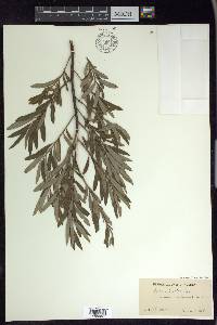 Salix humilis var. tristis image