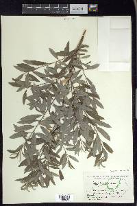 Salix humilis var. tristis image