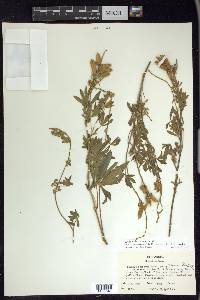 Lupinus sericeus image