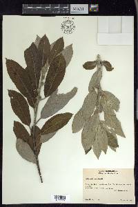 Salix hookeriana image