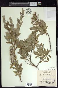 Salix glauca var. villosa image