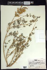 Lupinus nanus image