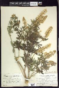 Lupinus spathulatus image