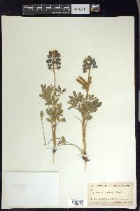 Lupinus texensis image