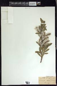 Salix glauca var. villosa image