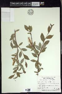 Salix hastata image