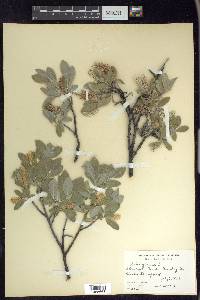 Salix glauca image