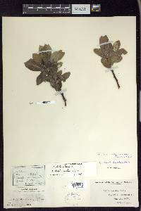 Salix barclayi image