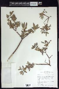 Salix geyeriana image