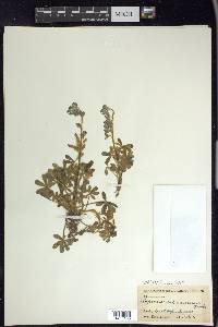 Lupinus subcarnosus image