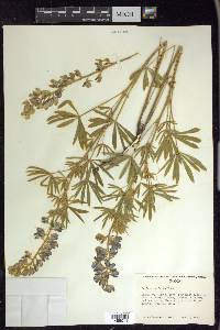 Lupinus sericeus image