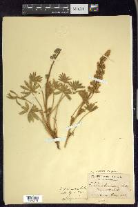 Lupinus palmeri image