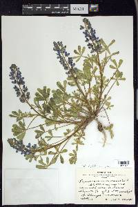 Lupinus subcarnosus image