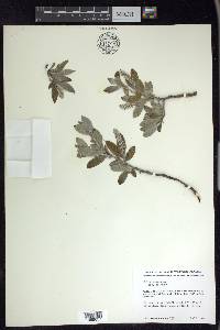 Salix glauca image