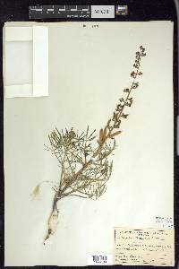 Lupinus truncatus image