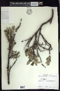 Salix glauca image
